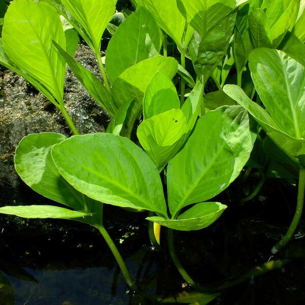 Menyanthes trifoliata Habit