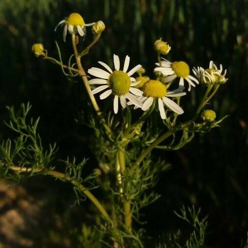 Matricaria chamomilla ফুল