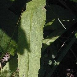 Penstemon calycosus Leaf