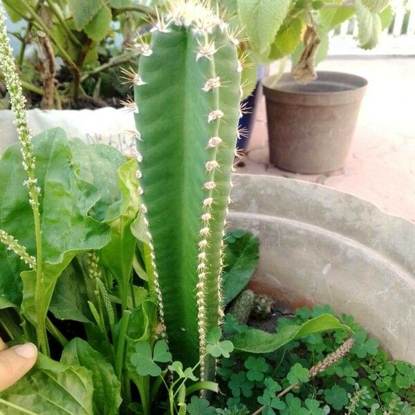 Acanthocereus tetragonus Leaf