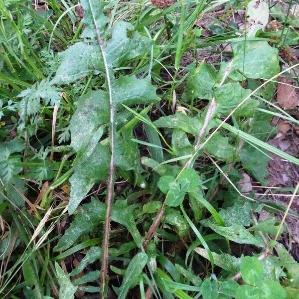 Cichorium intybus Liść