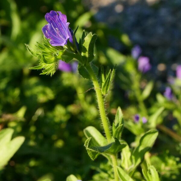 Echium plantagineum ᱛᱟᱦᱮᱸ