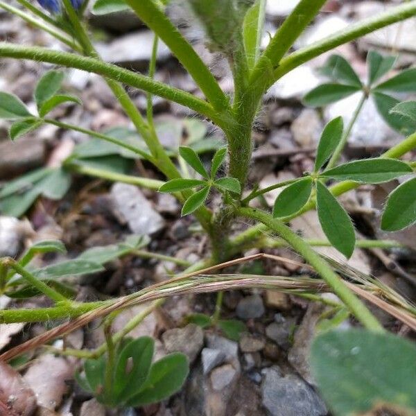 Lupinus micranthus 叶