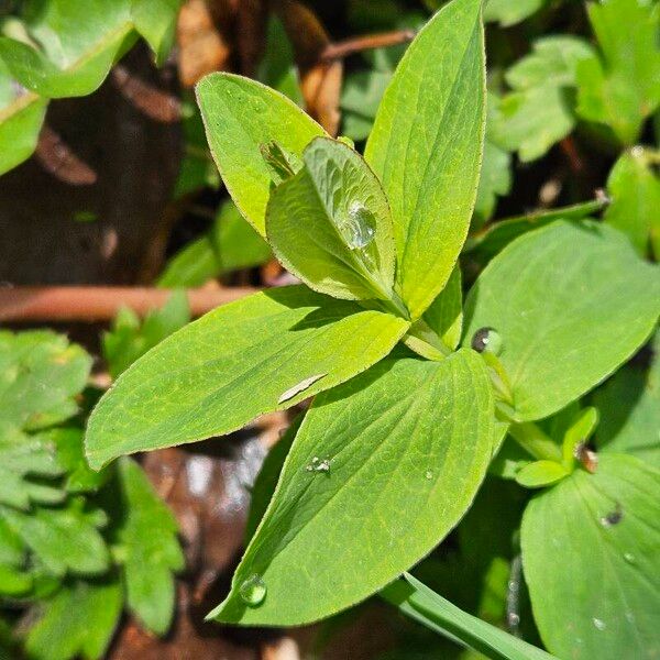 Hypericum maculatum Leaf