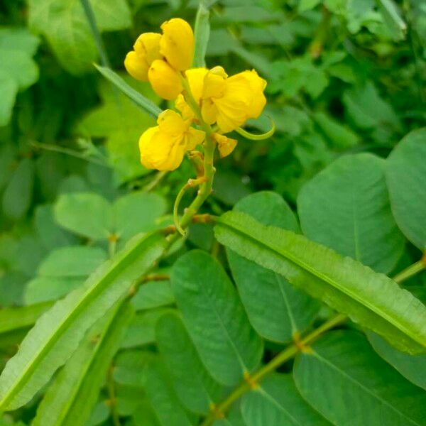 Senna alata Fruit