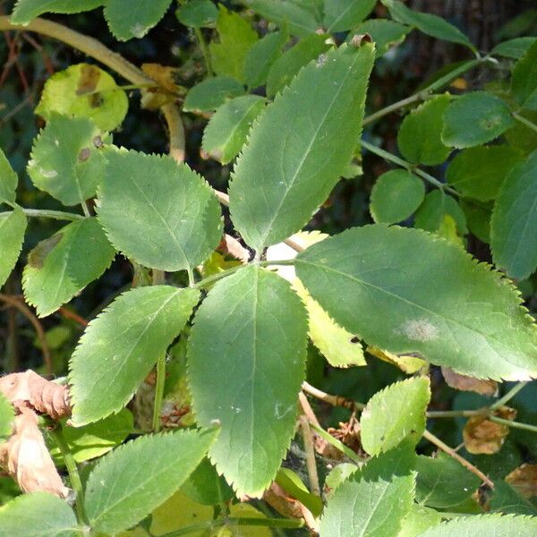 Sambucus nigra Folla