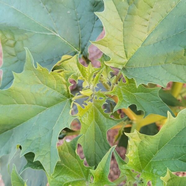 Datura ferox Feuille