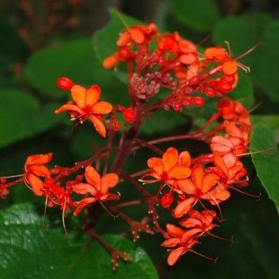 Clerodendrum speciosissimum Цвят