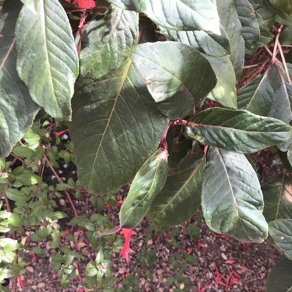 Fuchsia triphylla Feuille