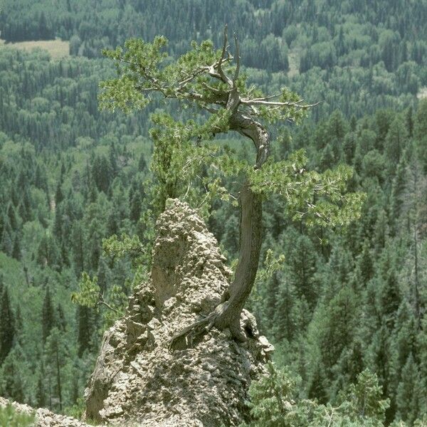 Pinus flexilis Habitus