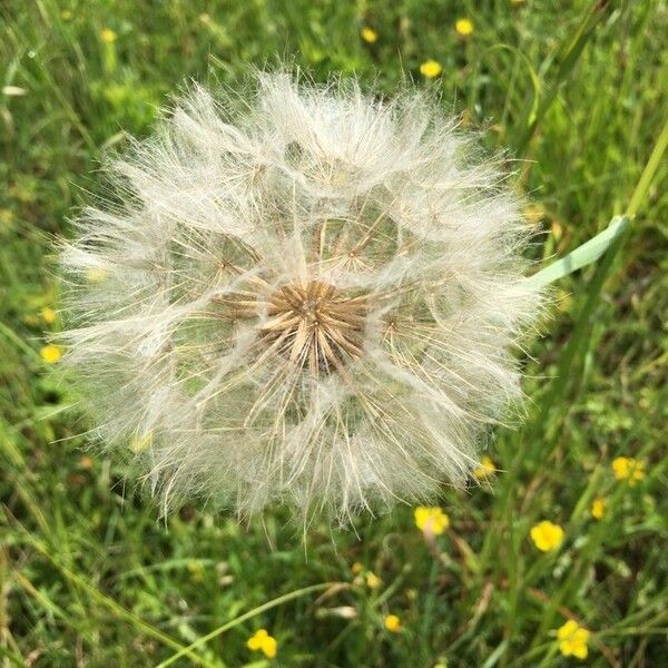 Tragopogon dubius Fruit