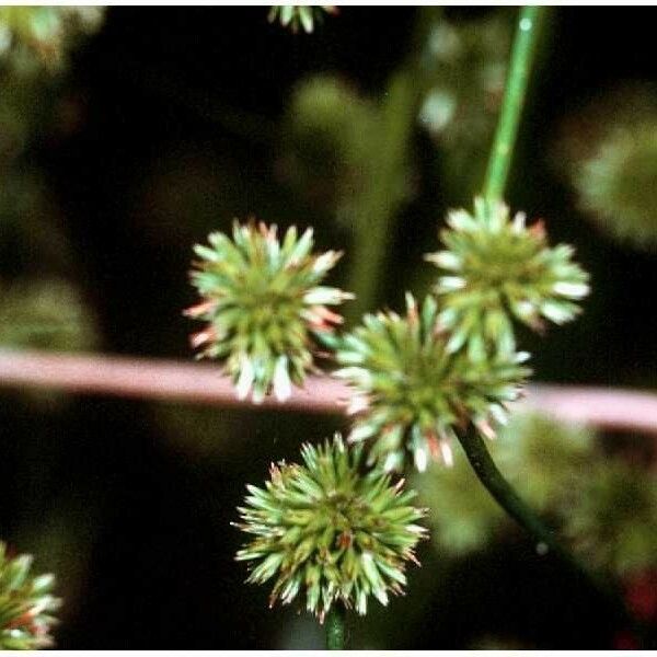 Juncus scirpoides Vili