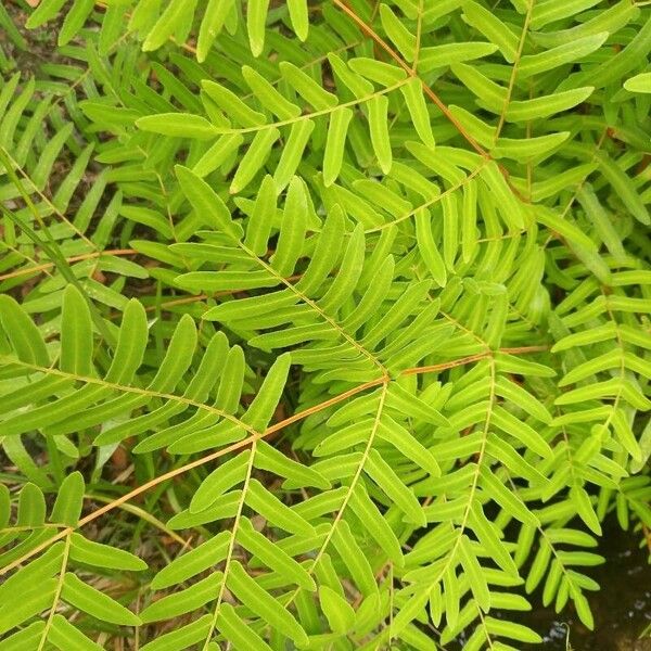 Osmunda regalis Lehti