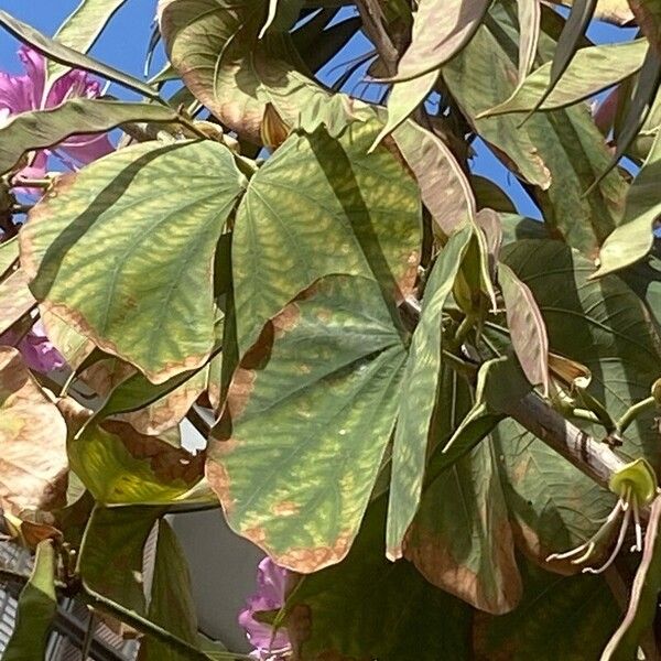 Bauhinia purpurea Blatt