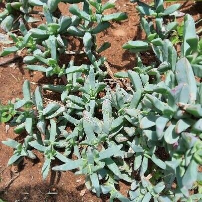 Delosperma lehmannii পাতা