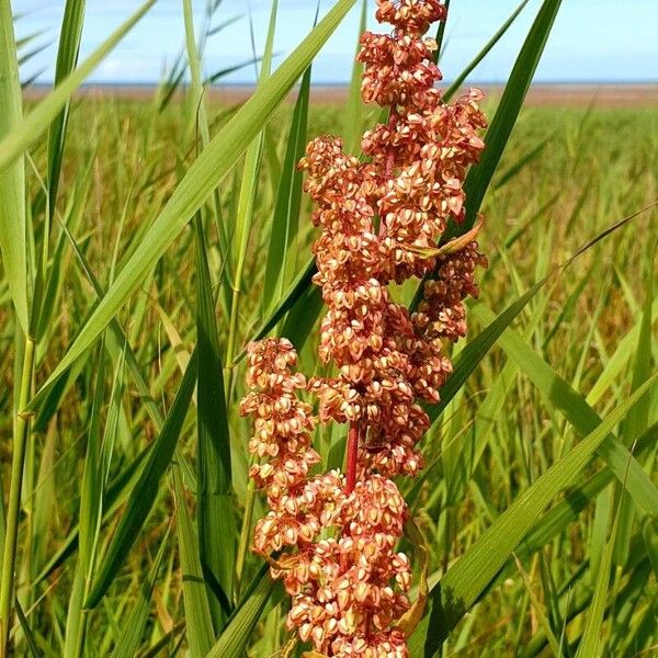 Rumex aquaticus फूल