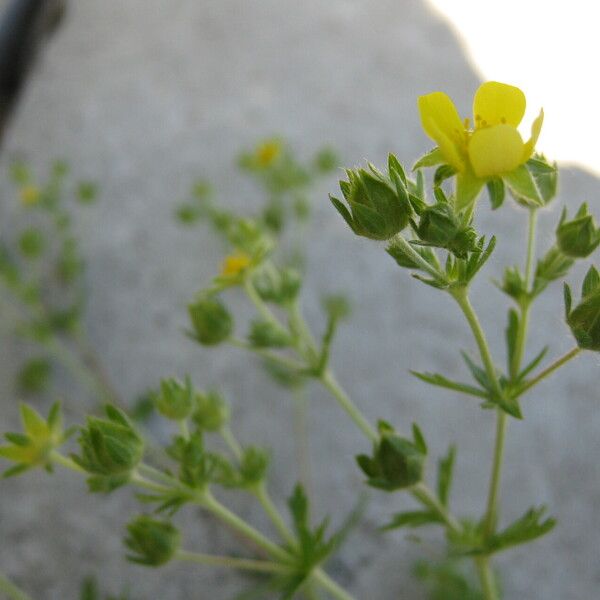 Potentilla intermedia Floare