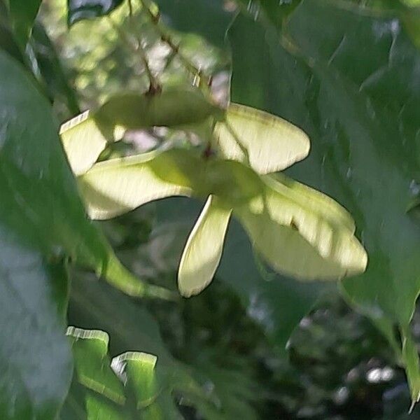 Acer cappadocicum Fruit