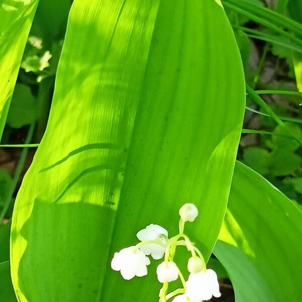 Convallaria majalis Leaf