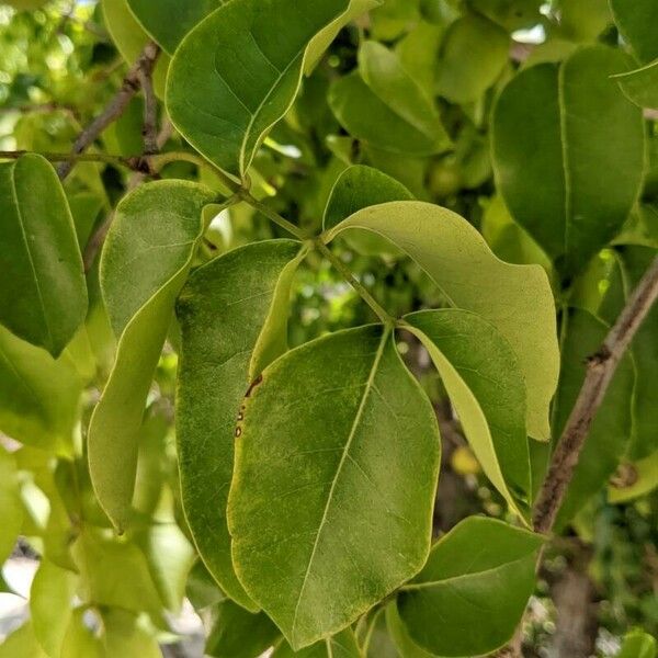 Xylocarpus moluccensis Feuille