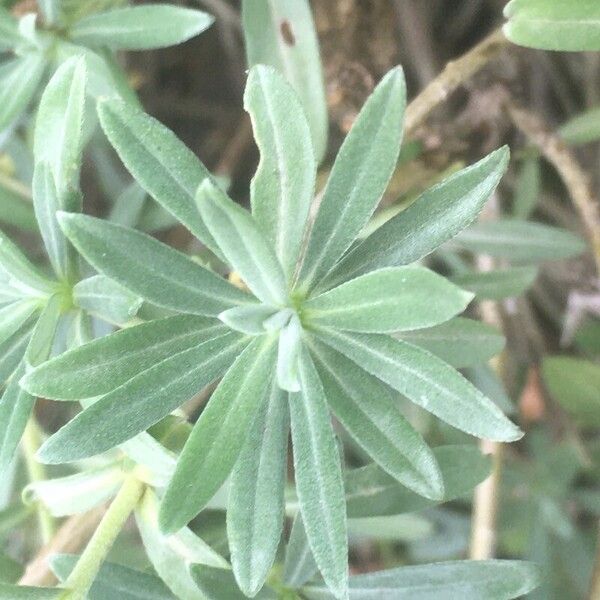 Moltkia petraea Leaf