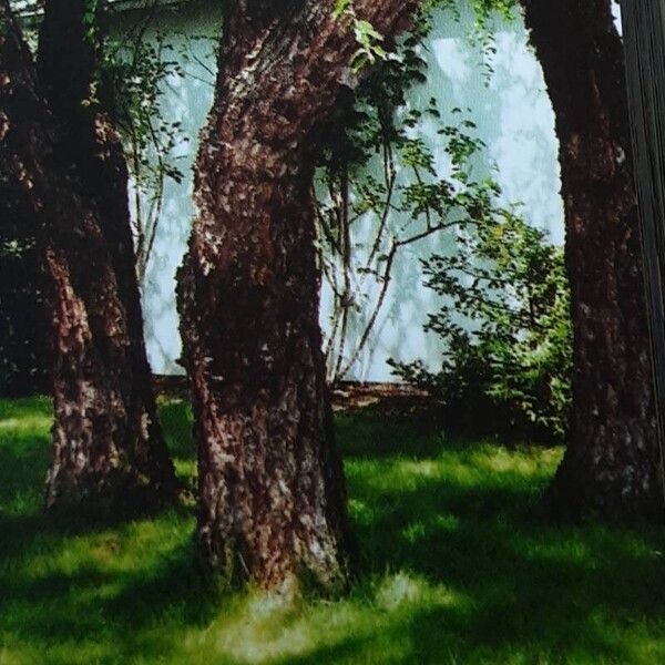 Betula nigra Bark