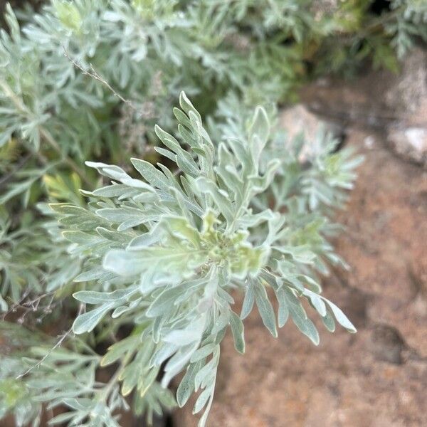 Artemisia thuscula 花