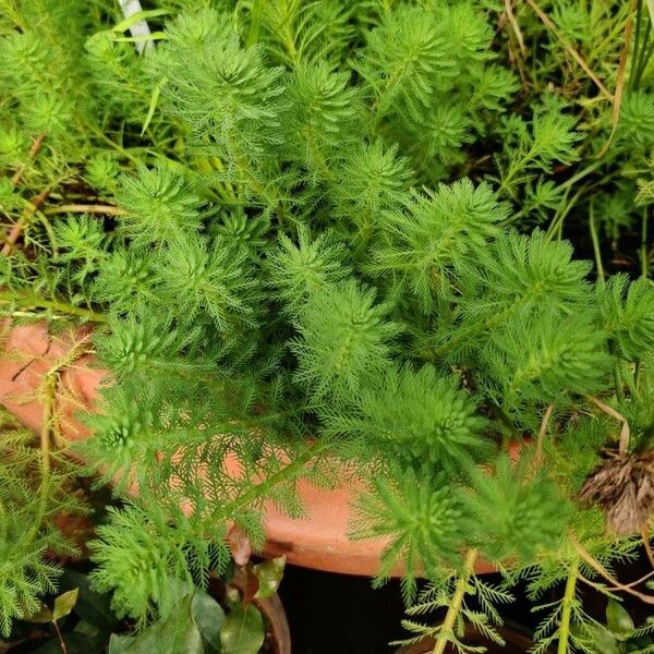 Myriophyllum aquaticum Hostoa