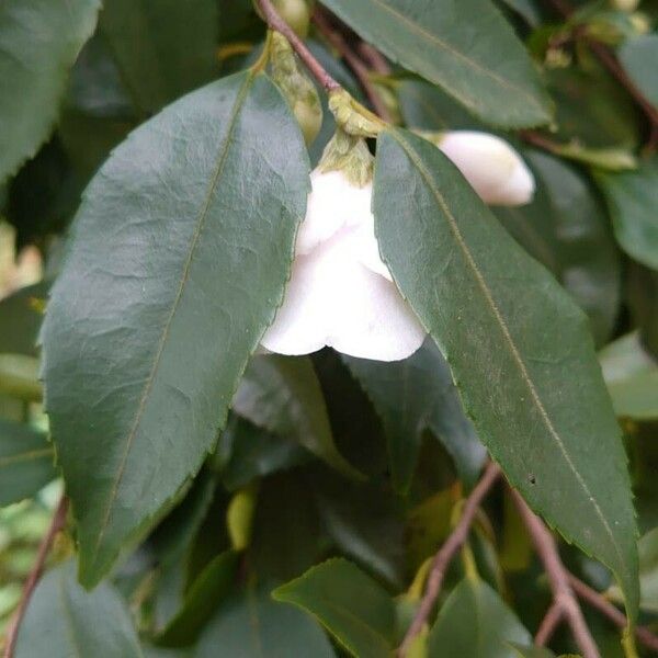 Camellia japonica 葉