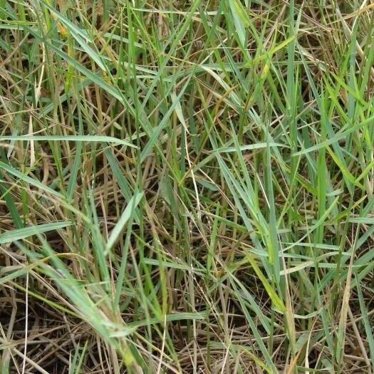 Panicum repens Συνήθη χαρακτηριστικά