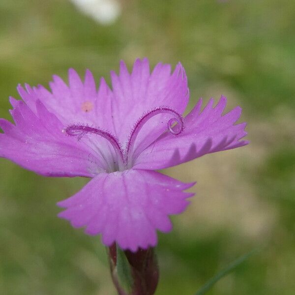 Dianthus pungens Flor