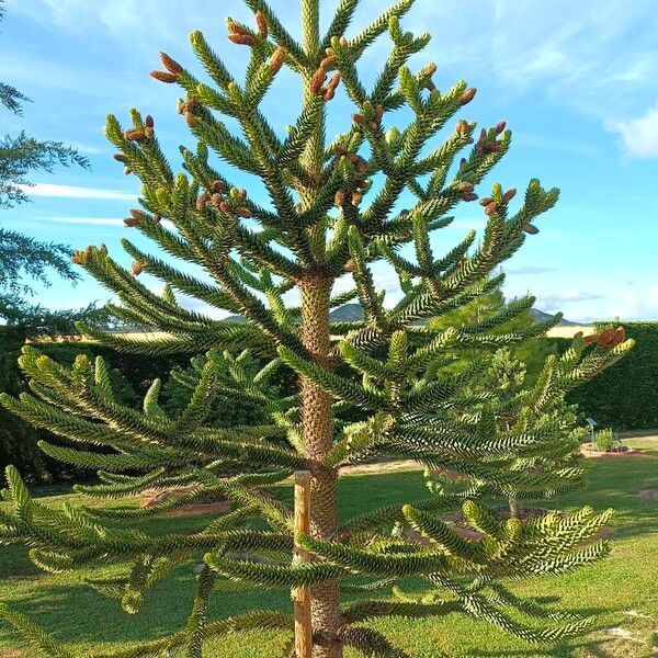 Araucaria araucana Агульны выгляд