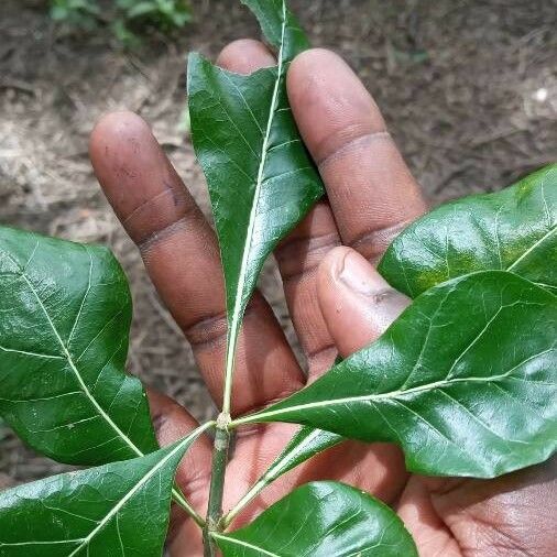 Gardenia ternifolia Leaf