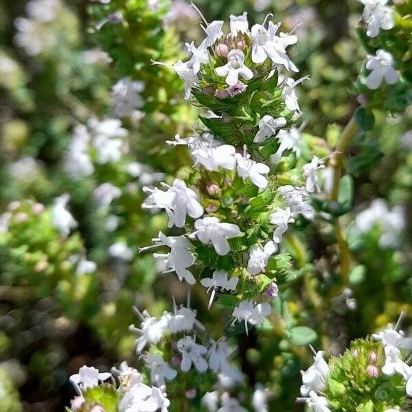 Thymus vulgaris Květ