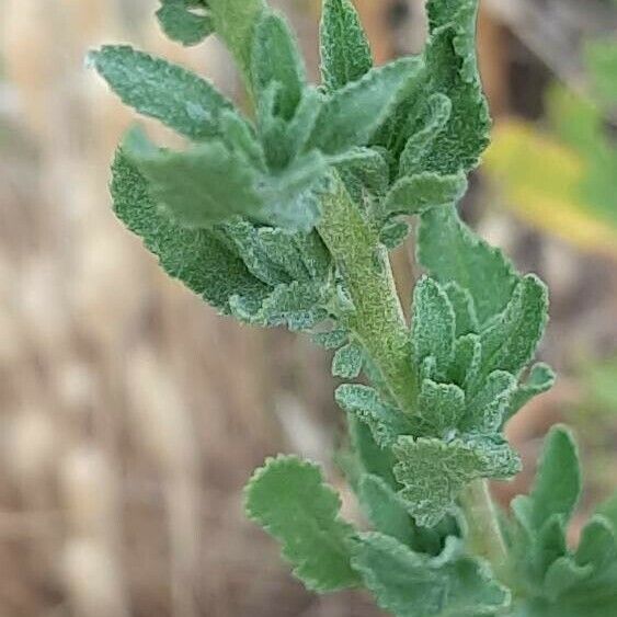 Achillea ageratum Leaf