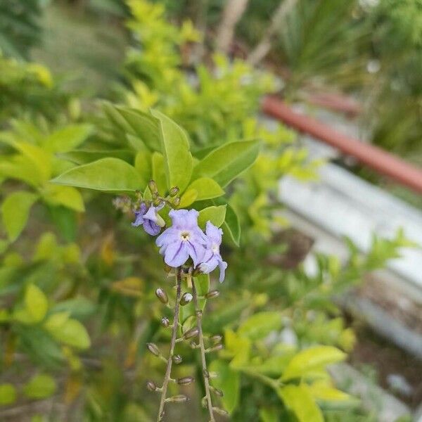 Duranta erecta Çiçek