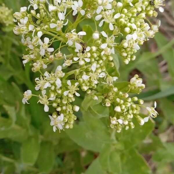 Lepidium draba 花