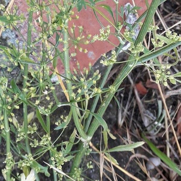 Foeniculum vulgare 樹皮