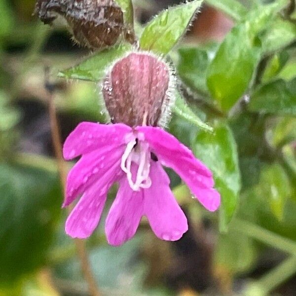 Silene dioica Flower