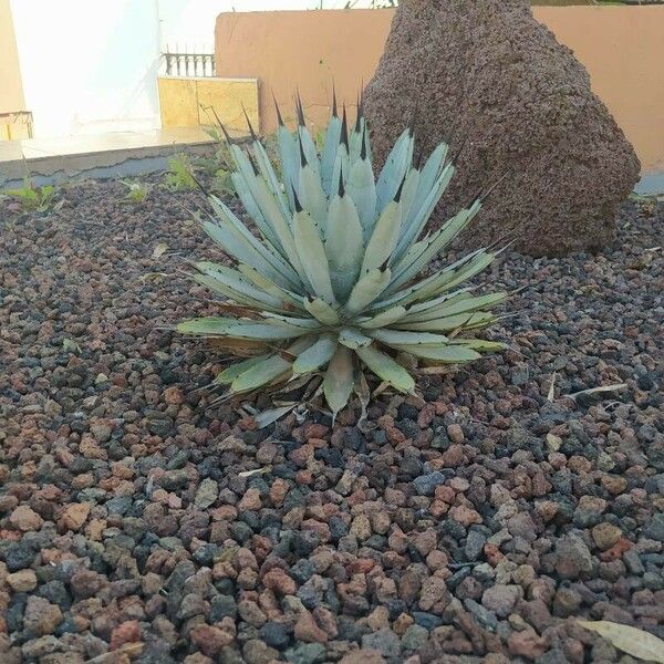 Agave macroacantha অভ্যাস