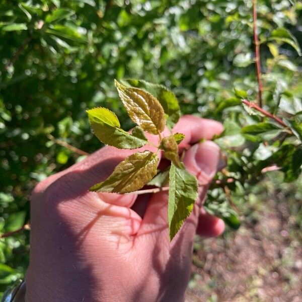 Prunus brigantina Leaf