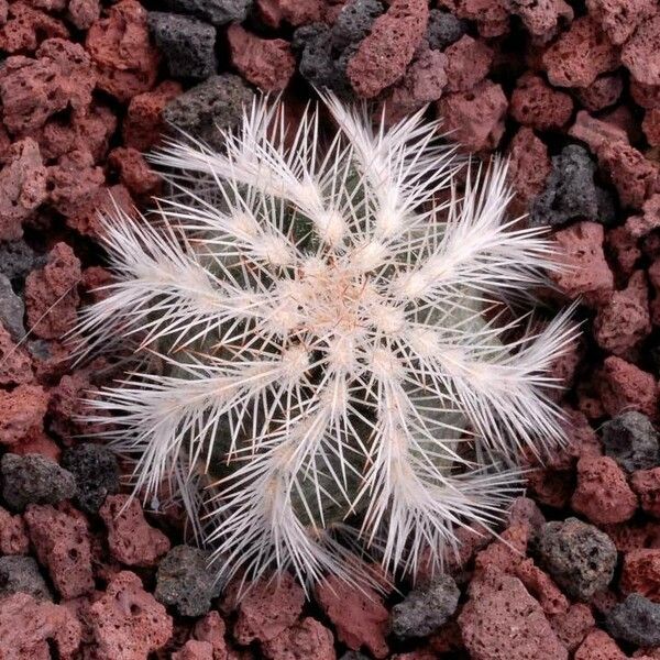 Echinocereus viridiflorus Fuelha