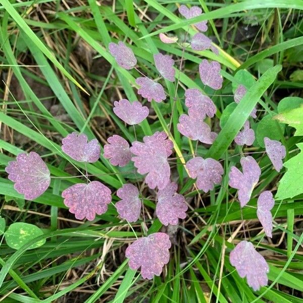 Thalictrum dioicum 叶