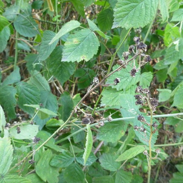 Rubus mus