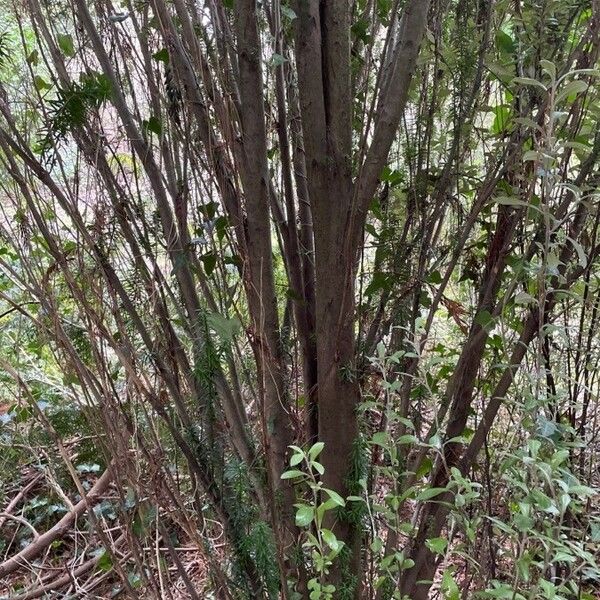 Taxus cuspidata Habit