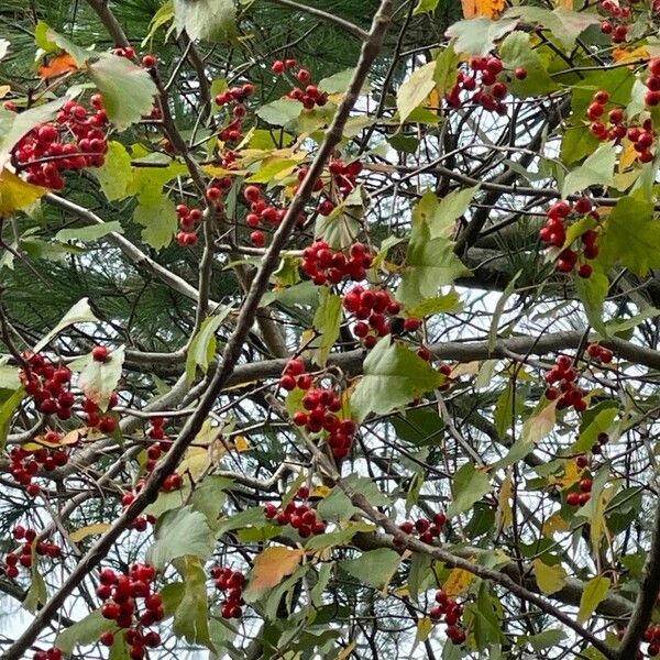 Crataegus phaenopyrum Fuelha