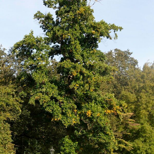 Liriodendron tulipifera Yeri