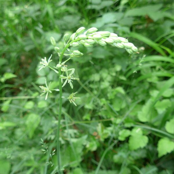 Ornithogalum pyrenaicum Kvet