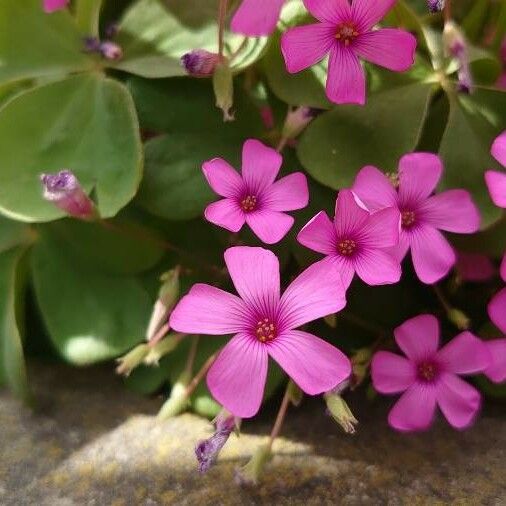 Oxalis articulata 葉