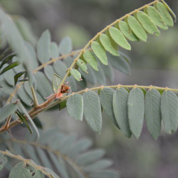 Lonchocarpus rugosus Õis